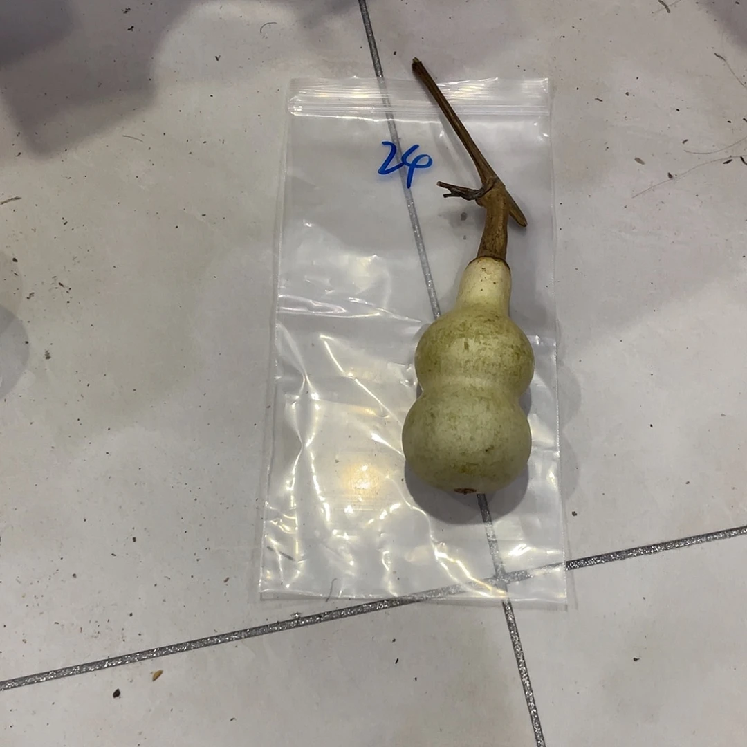 风***玲他爷爷舞台爷爷我爷爷
