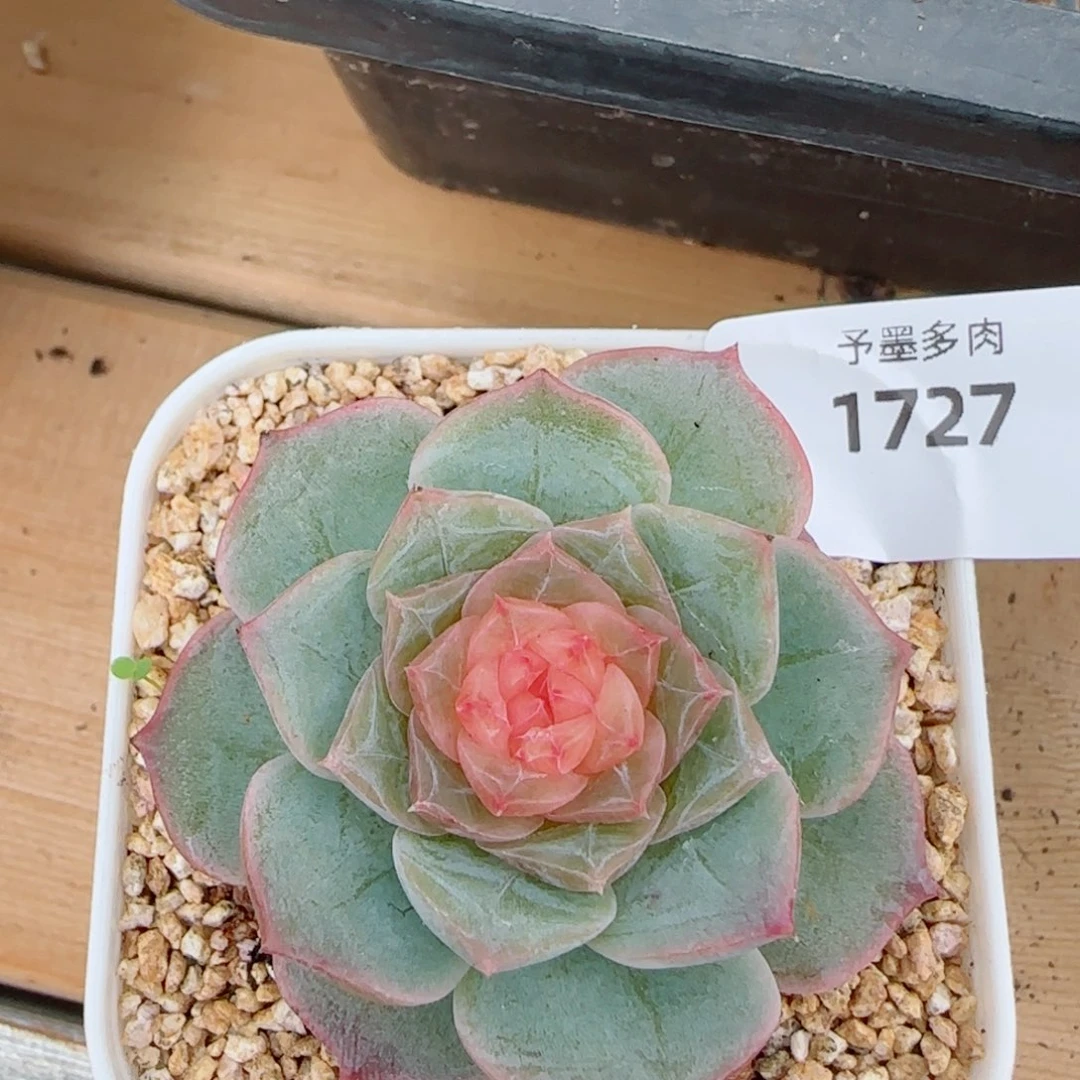 棉花糖，1727多肉植物