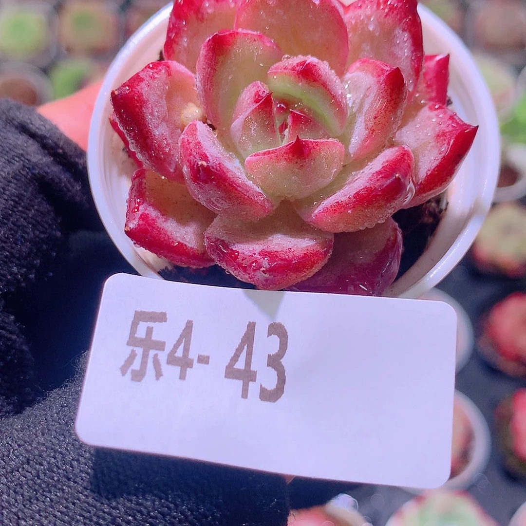 乐然4-43 醉霞单头