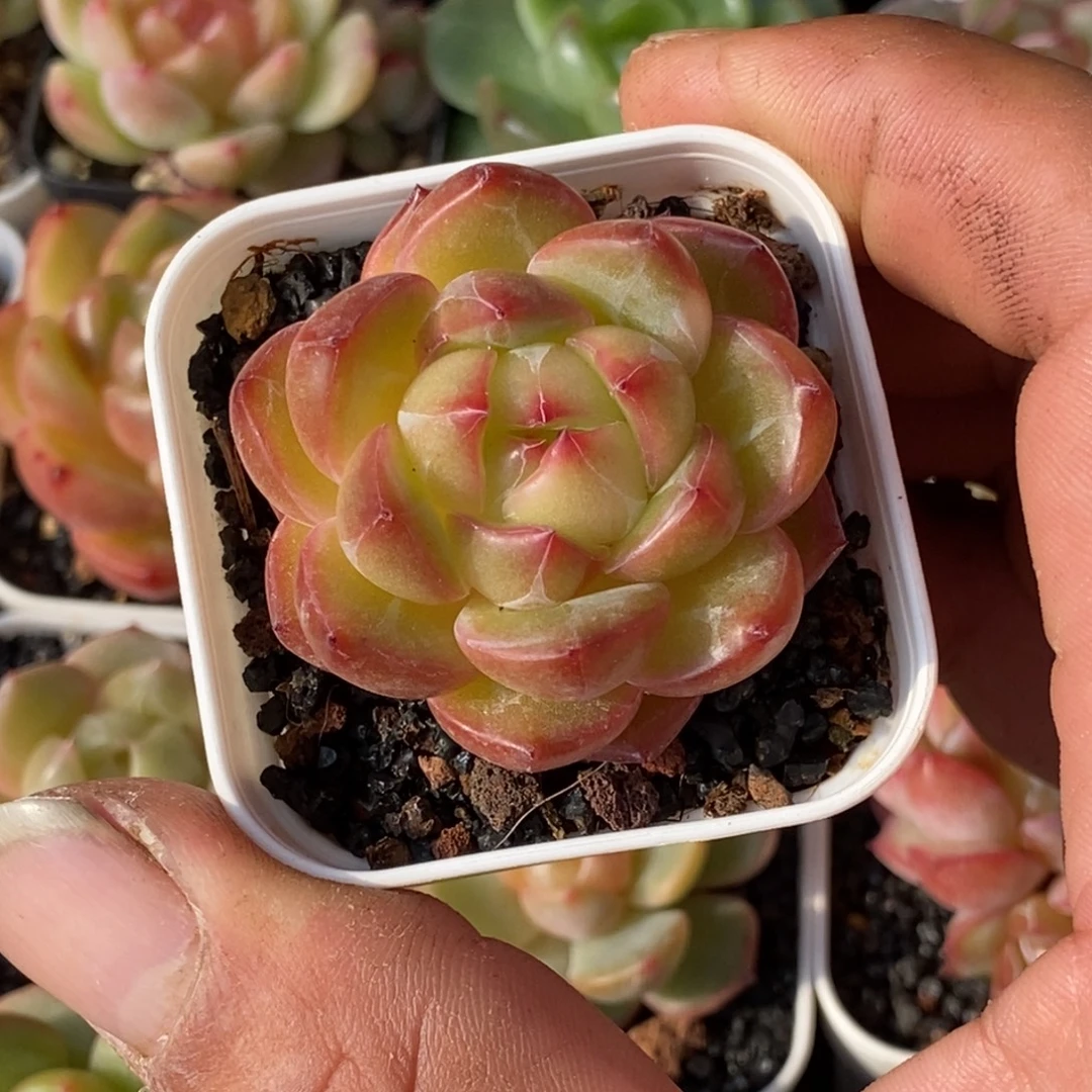 天官赐福百无禁忌