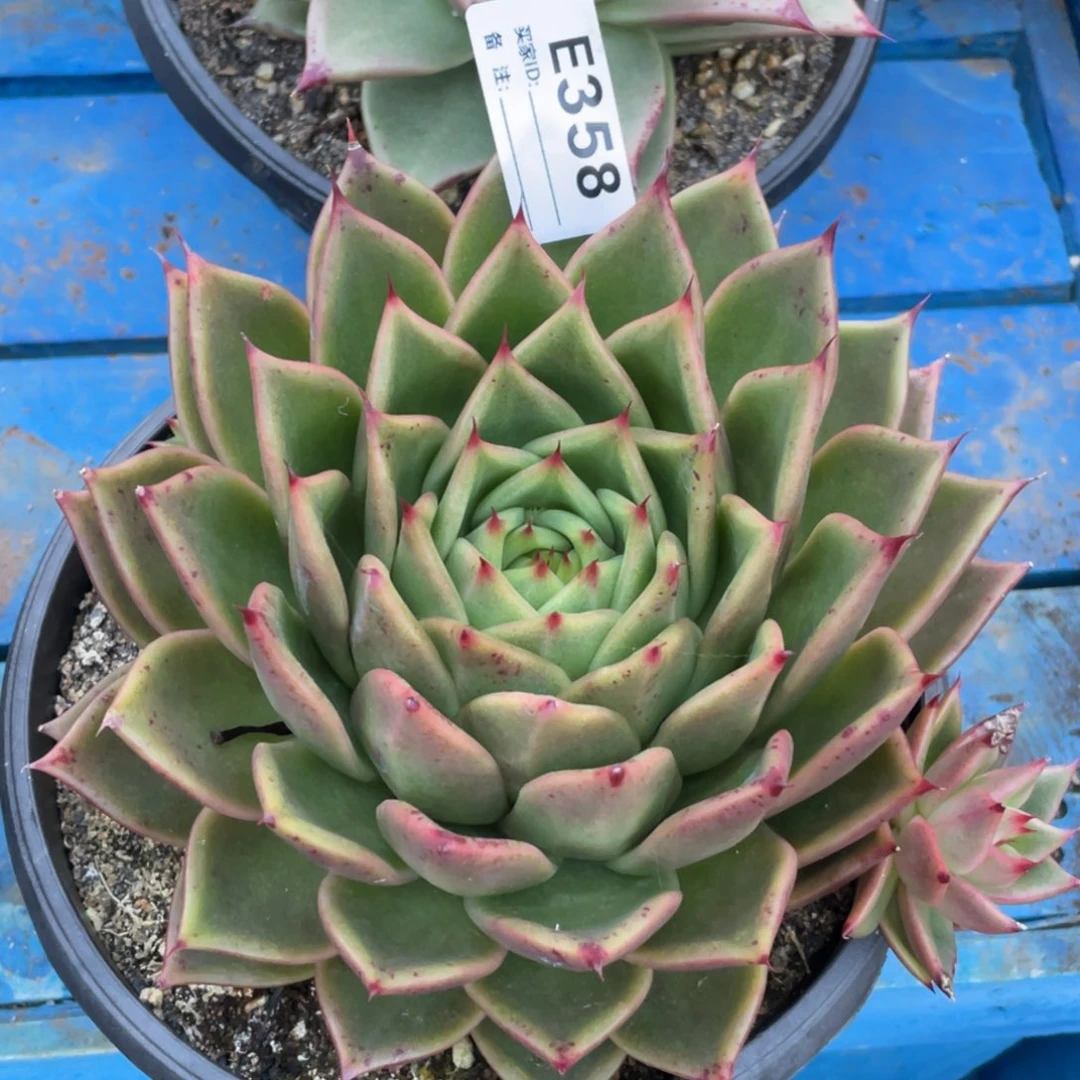 无花朵若如东云单拍E358