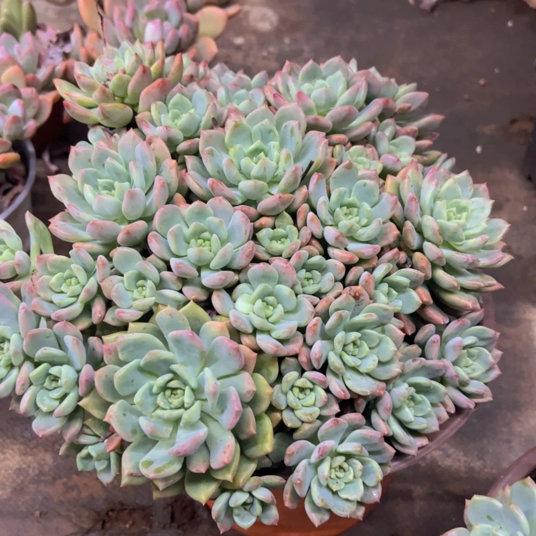 蓝苹果杂整装整群大盆
