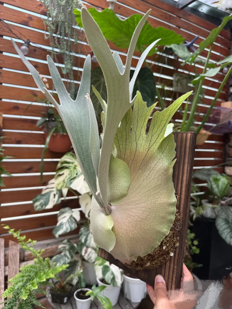 鹿角蕨绿植AKKI盆栽非野银NANO玉女