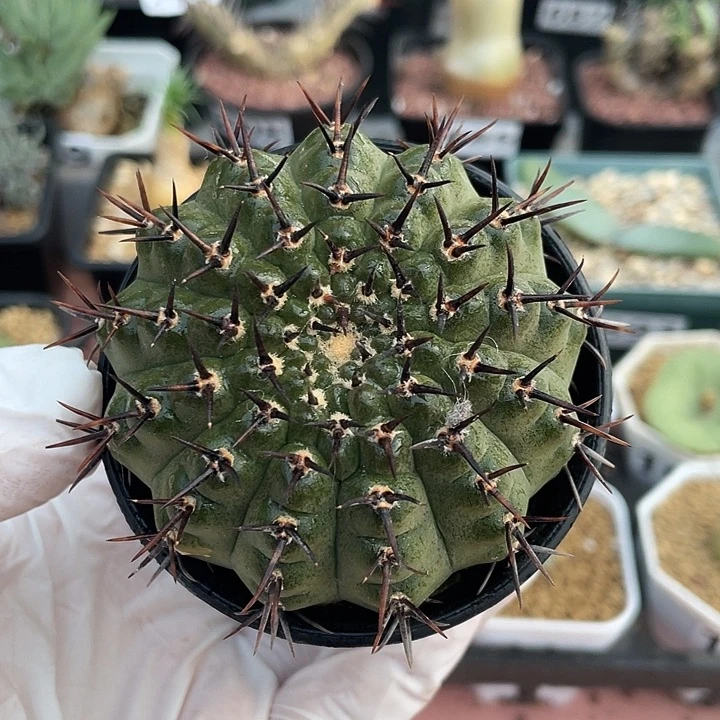 340实生黑刺凤头，