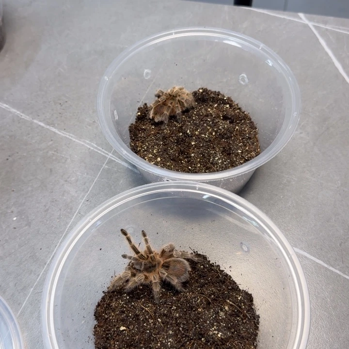 跳蛛智利粉红斑马脚一对8左右