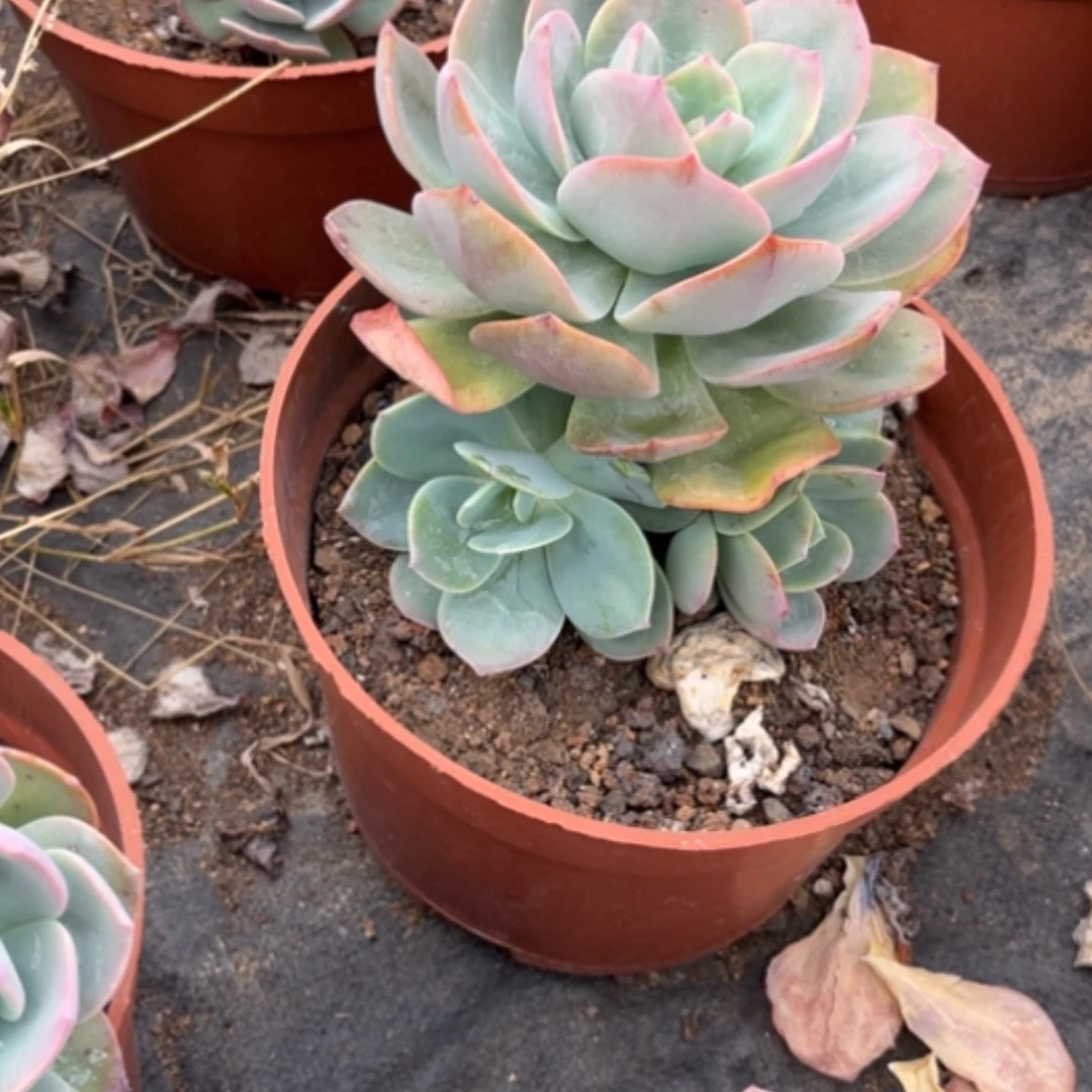 【闪购商品】?****?白凤