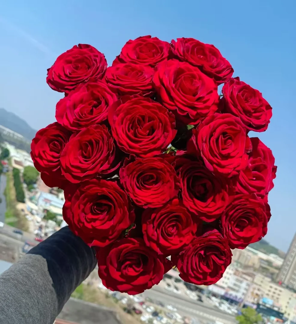 【高原红】玫瑰新鲜鲜切花云南昆明基地直发速递