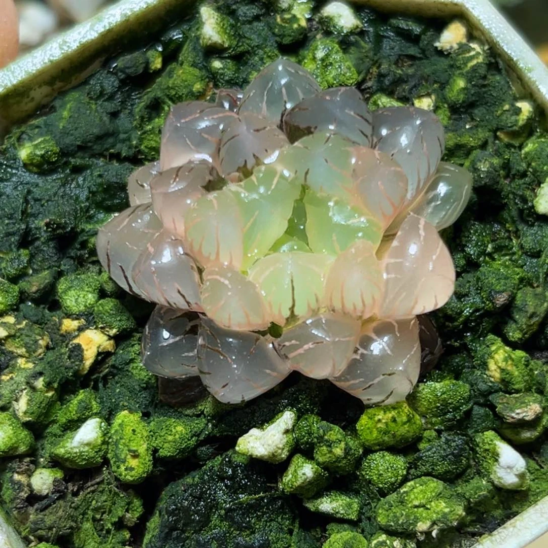 恭喜发财大吉大利0352多肉