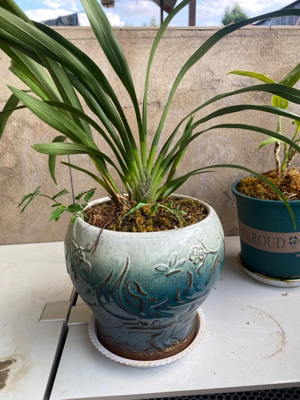 金边吊兰盆栽室内桌面茶几好养四季常青办公室花卉绿植