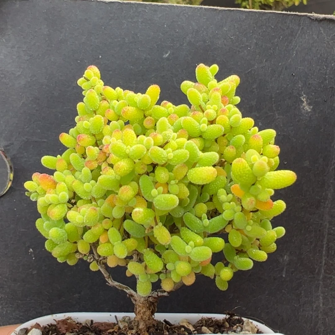 【闪购商品】dy6624猫猫头蜜橘糖球冠幅5cm