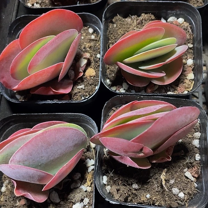 唐印2.8带盆土发