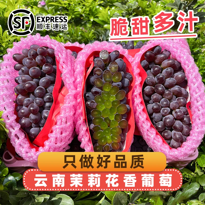 【新人专属福利】顺丰速发新鲜无籽茉莉香葡萄当季水果玫瑰香甜