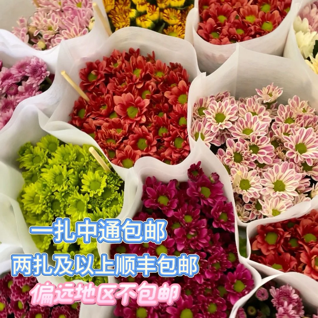 云南基地直发超长待机现采多头小雏菊鲜花新鲜家庭水养多头