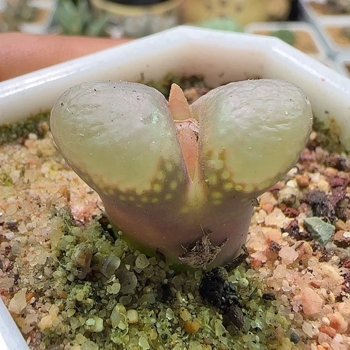 哈哈哈哈哈哈哈。 836