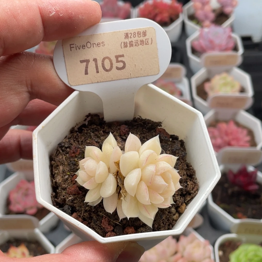 白天鹅7105-4.5厘米