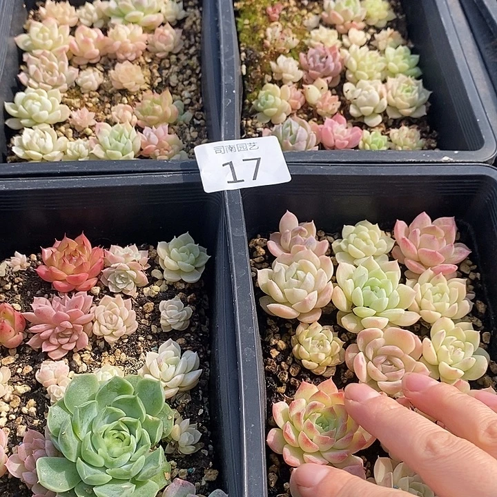 17 多肉植物盆栽花卉
