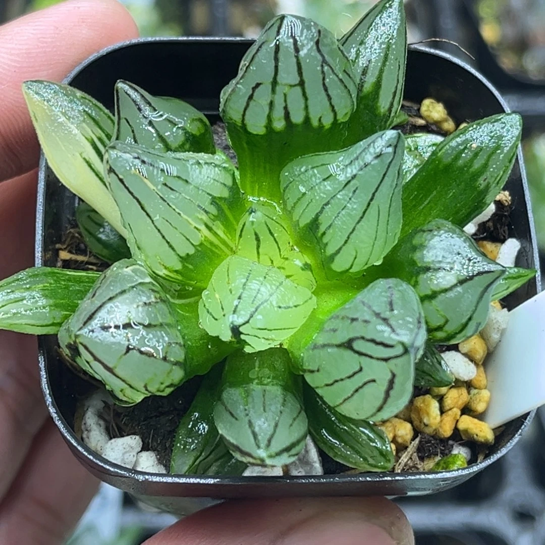 37短肥灯芯西瓜寿锦