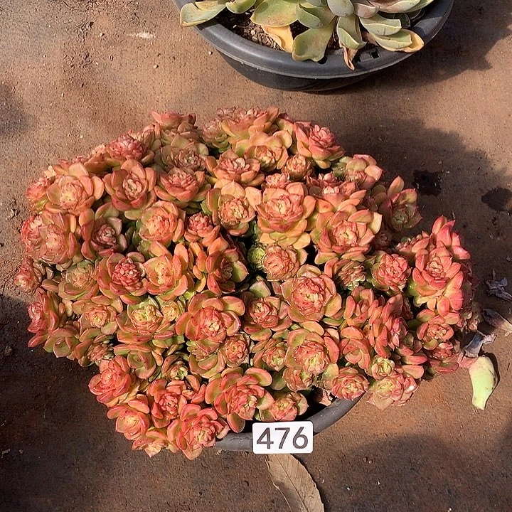 476蜡牡丹一物一拍多肉