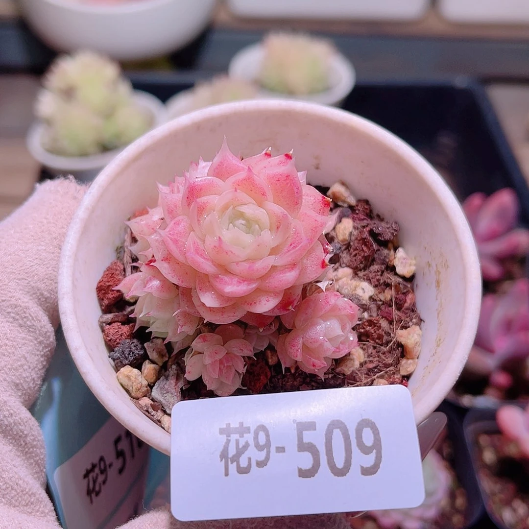 花利美9-509麦秆