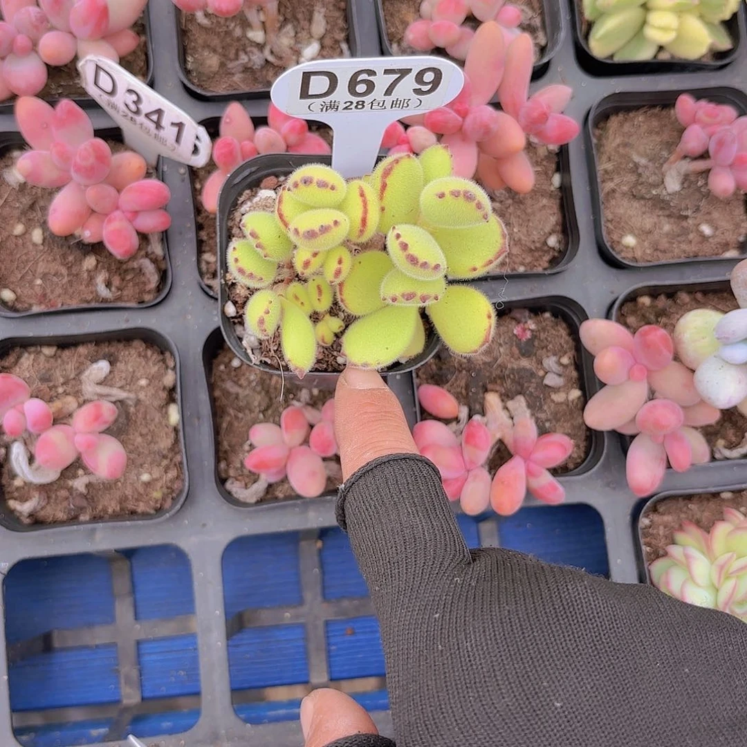 D679绿熊一物一拍