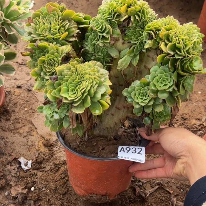绿绣多肉植物932.