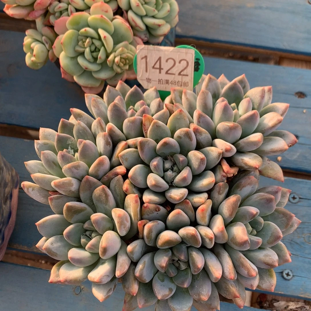 宽叶奶糖无砍平头捧花1422