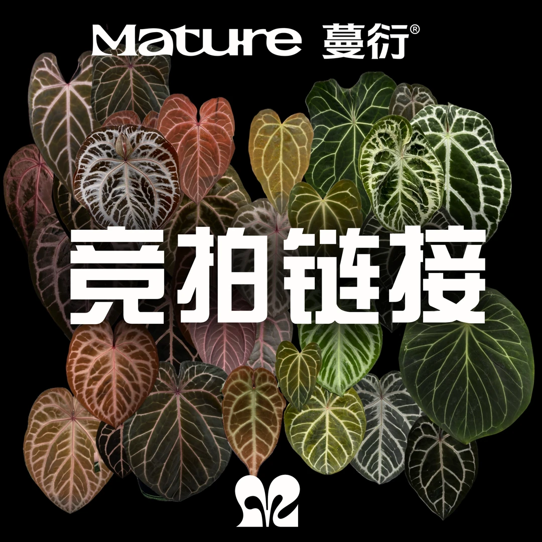 10起10加 花烛竞拍