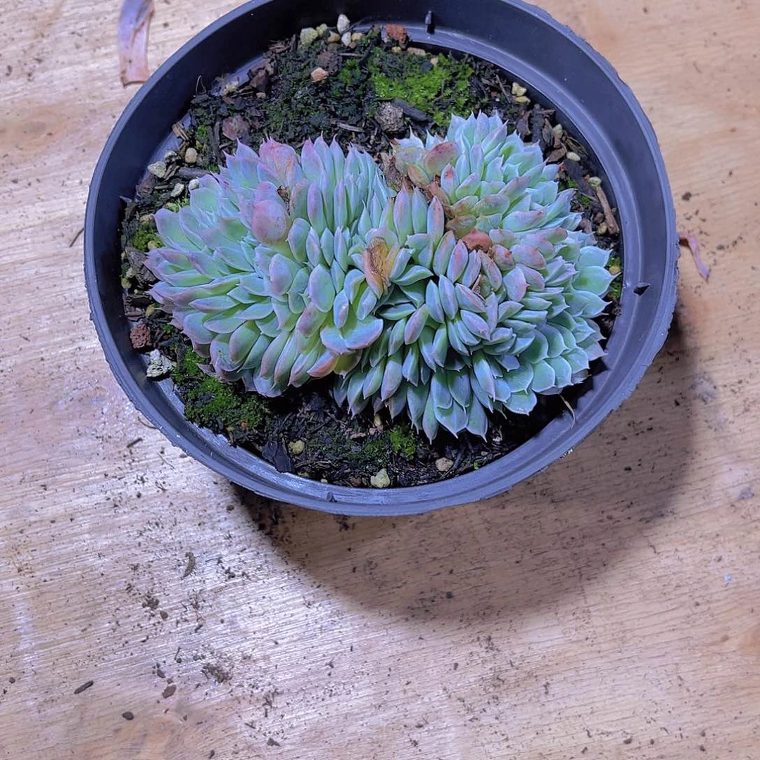 观*000000000000000089