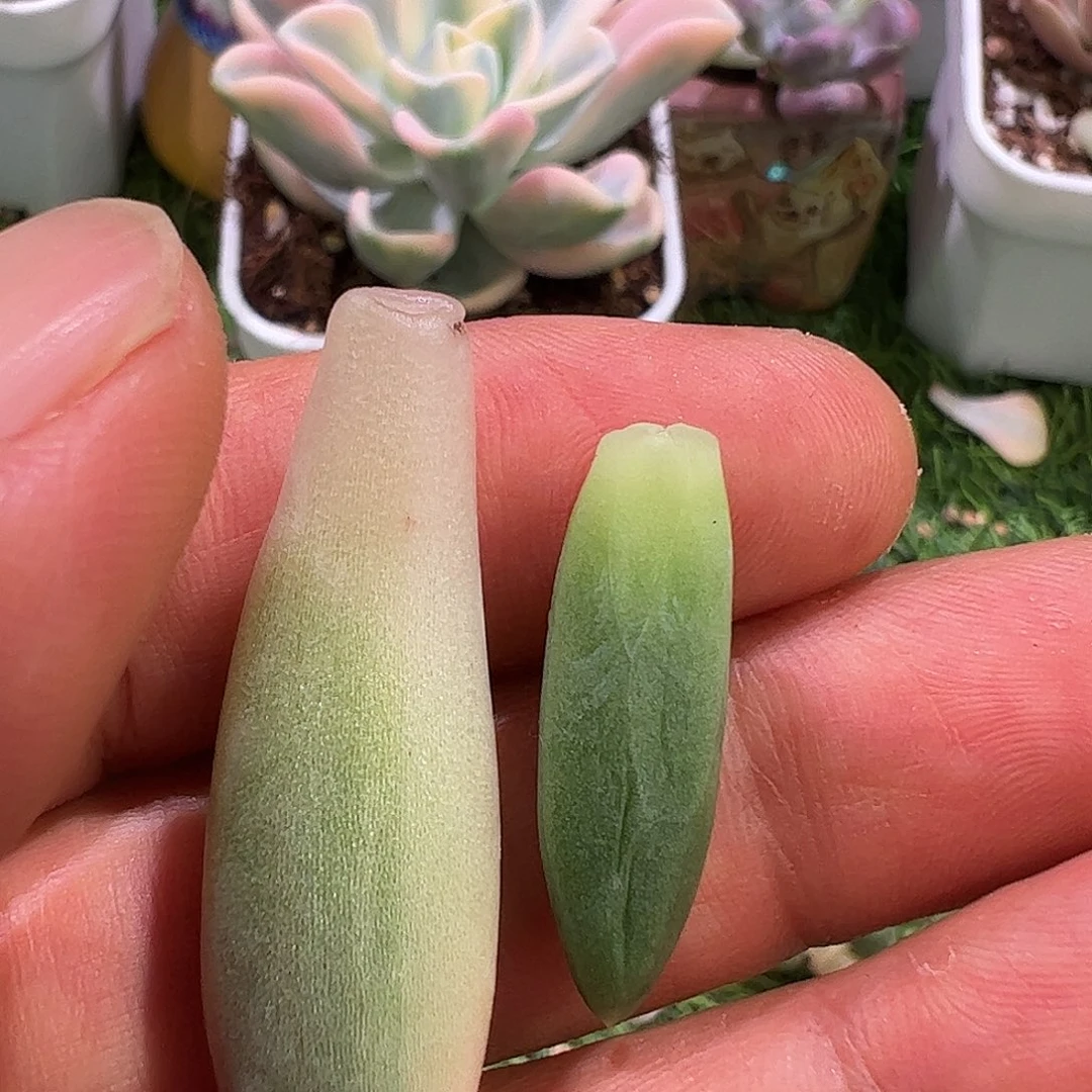 清***莲多肉植物多肉植物
