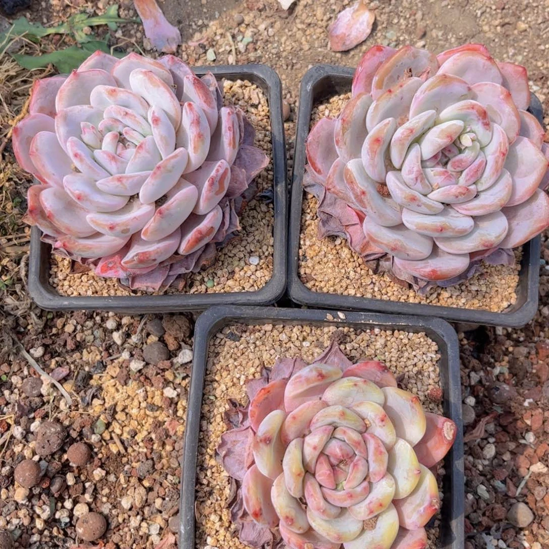 友家多肉一物一拍