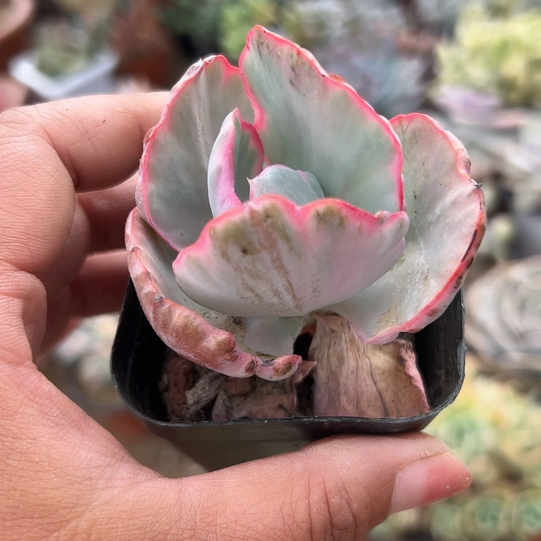 多肉植物飞云锦单头