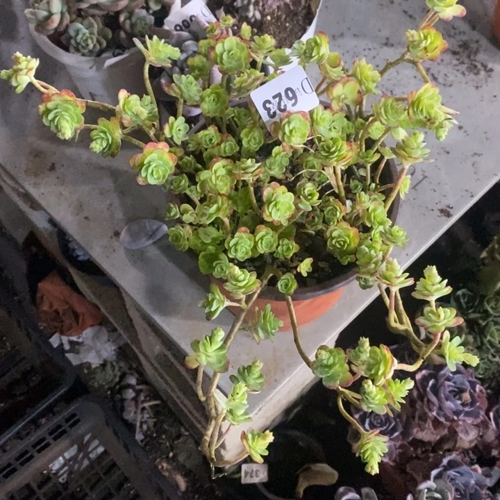 鑫***！623圆叶薄化妆多肉植物