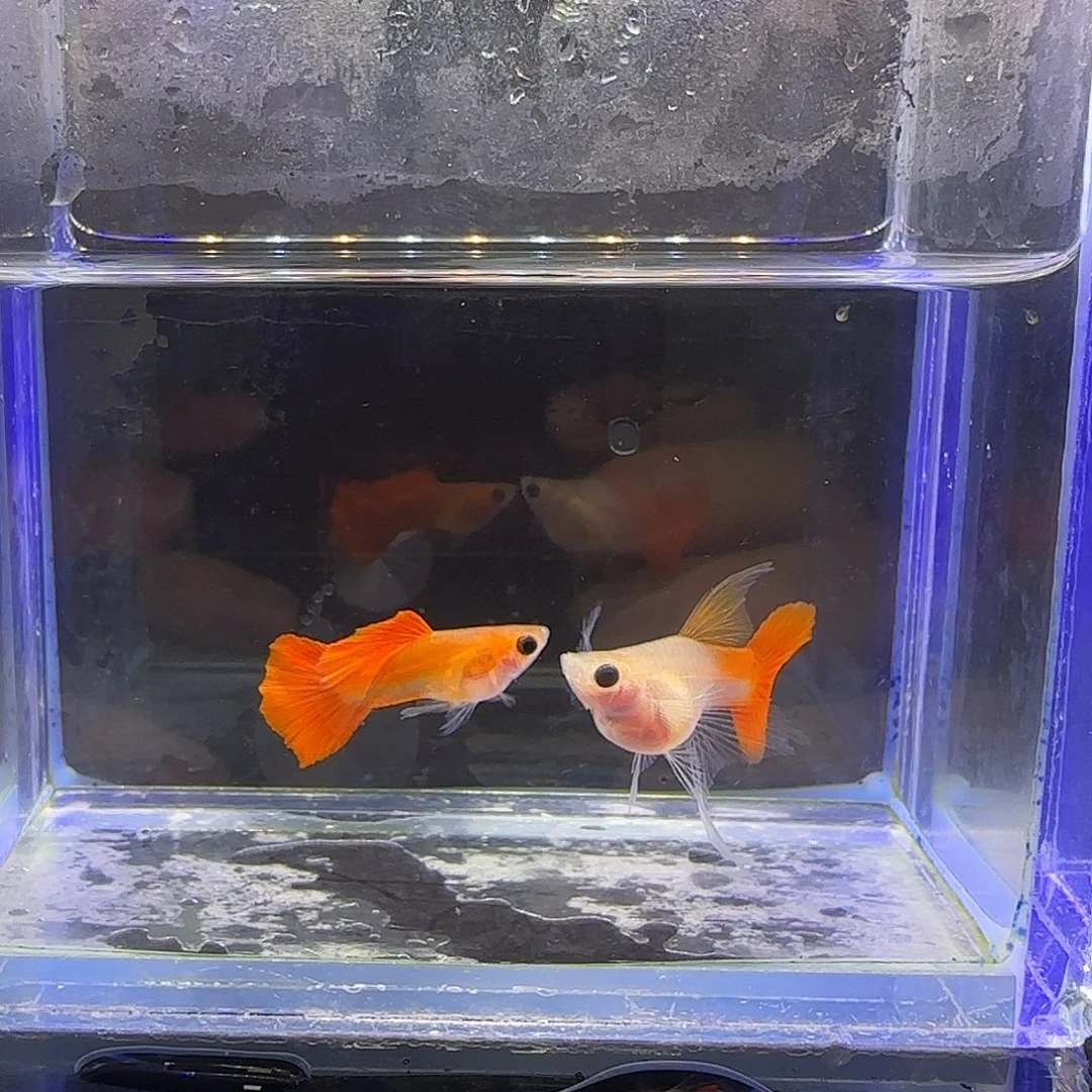 孔雀鱼血红玻璃猫