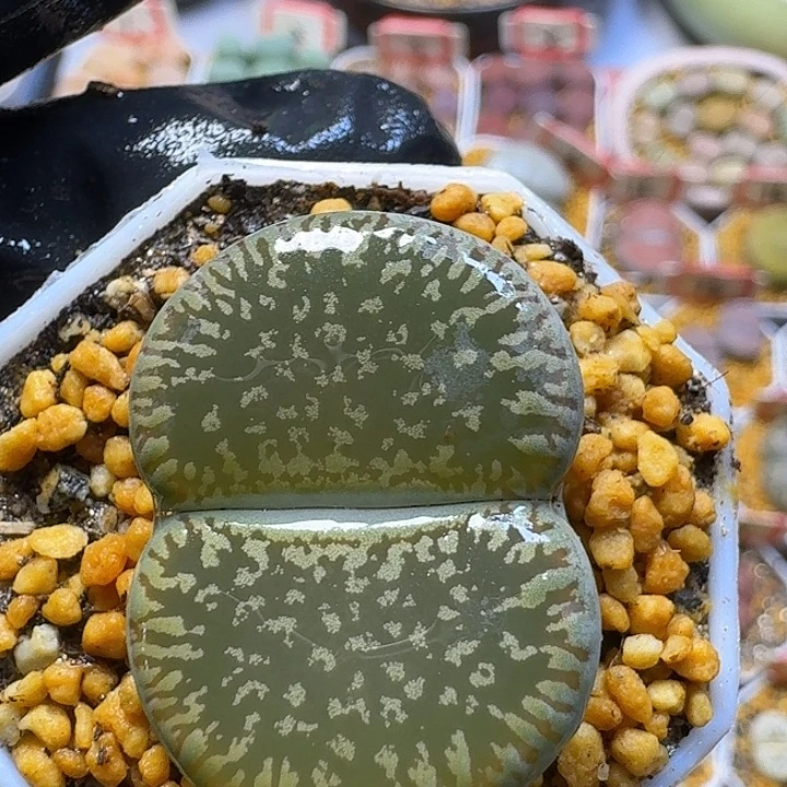 生石花2:：：：。  73号