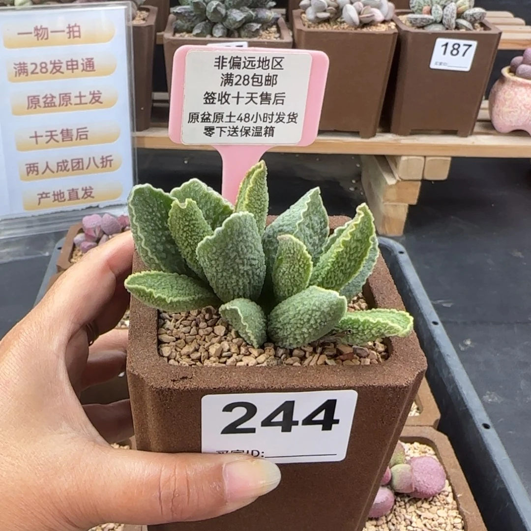 白***＂244绿皮多肉的植物