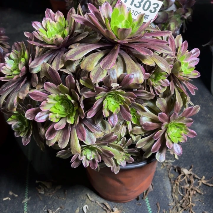 瑞妈多肉植物303