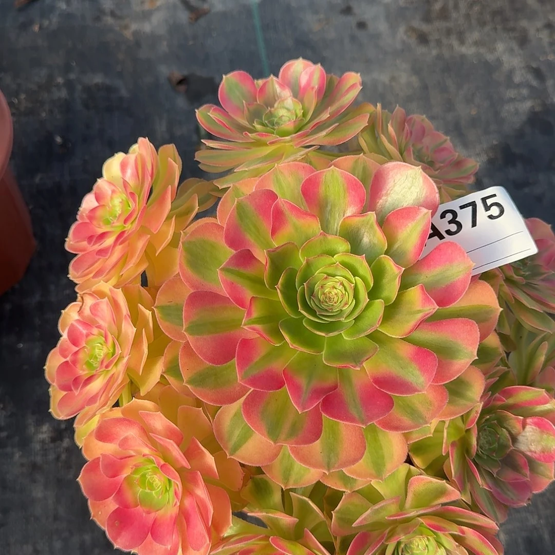 麻****雨荷多肉法师a375