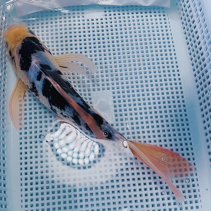 海水鱼锦鲤观赏鱼29