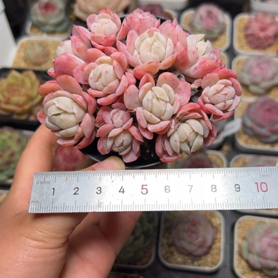 k****n769 多肉植物组合盆栽