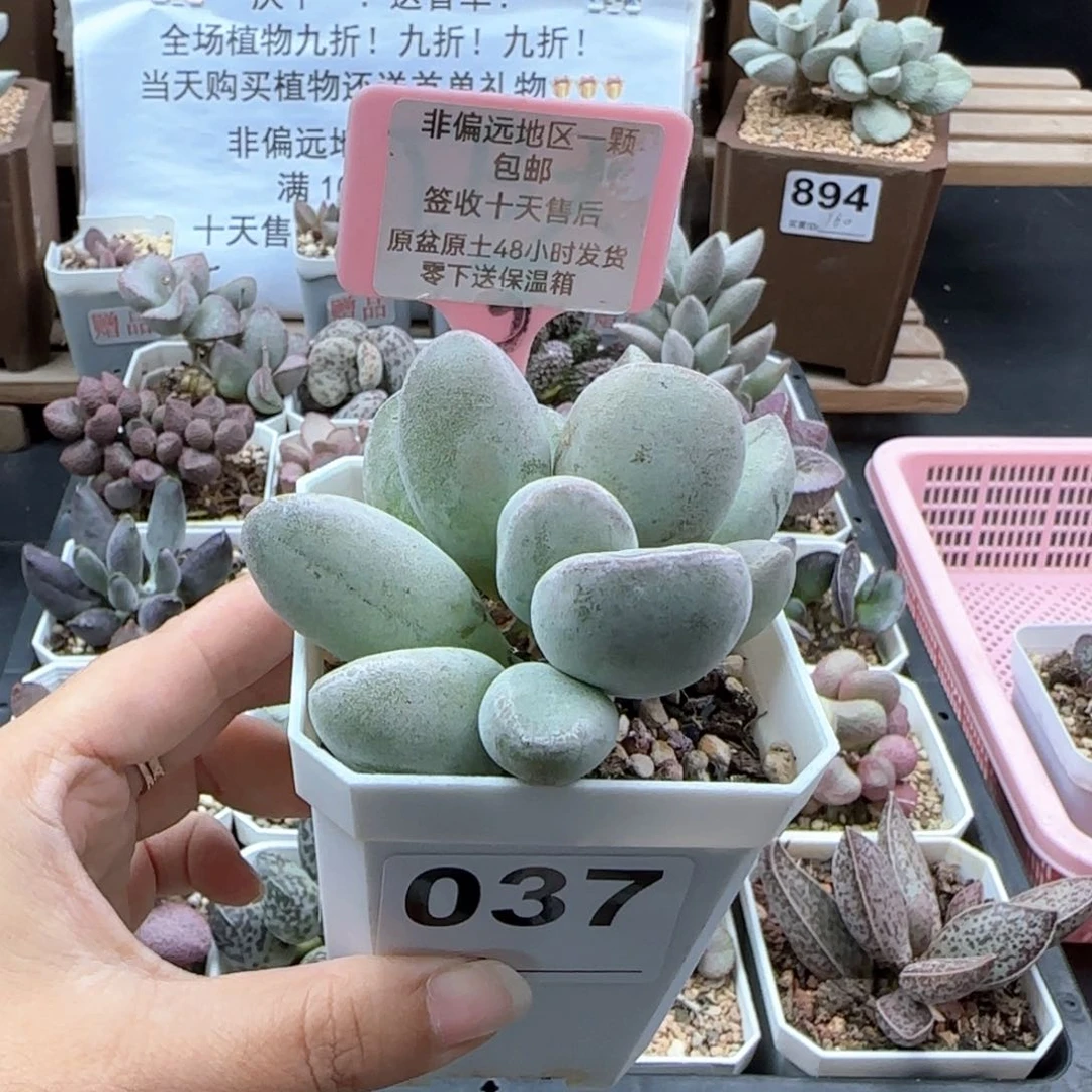 037仙桃多肉植物微瑕