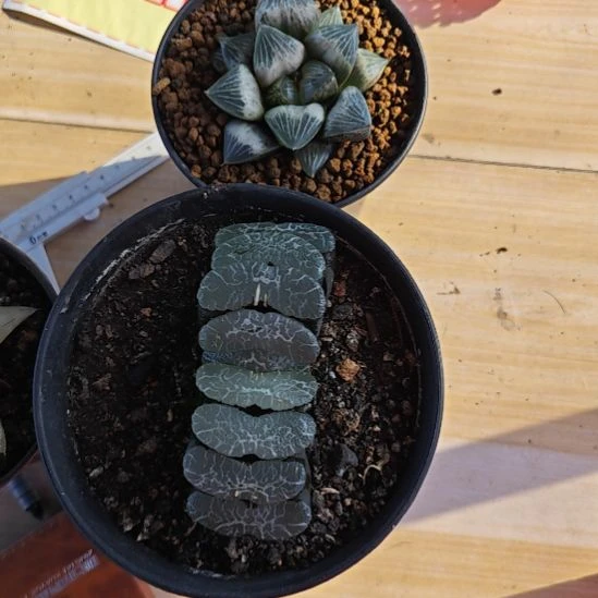 两颗多肉植物原盆土