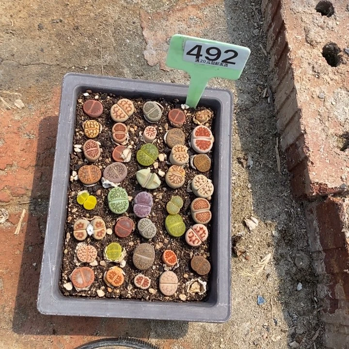 动***巴生石花小苗492