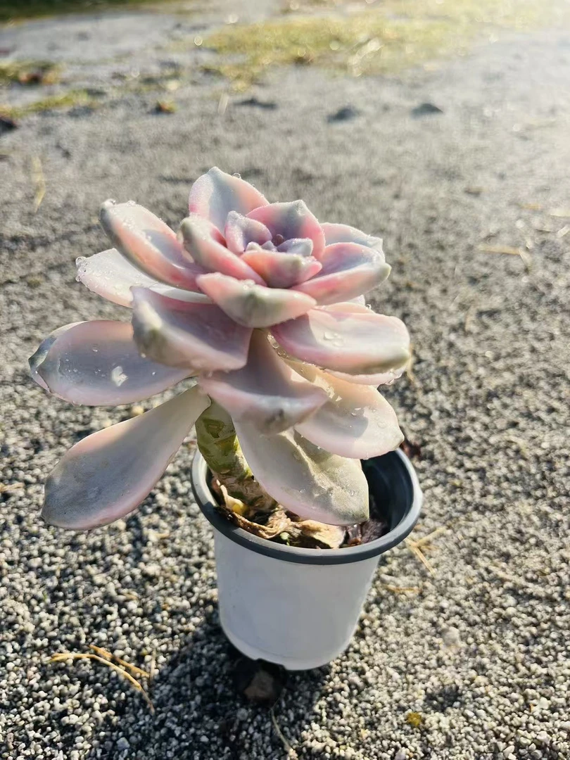 【1颗紫乐锦】168多肉阳台露台植物栽种养护  脱土发货