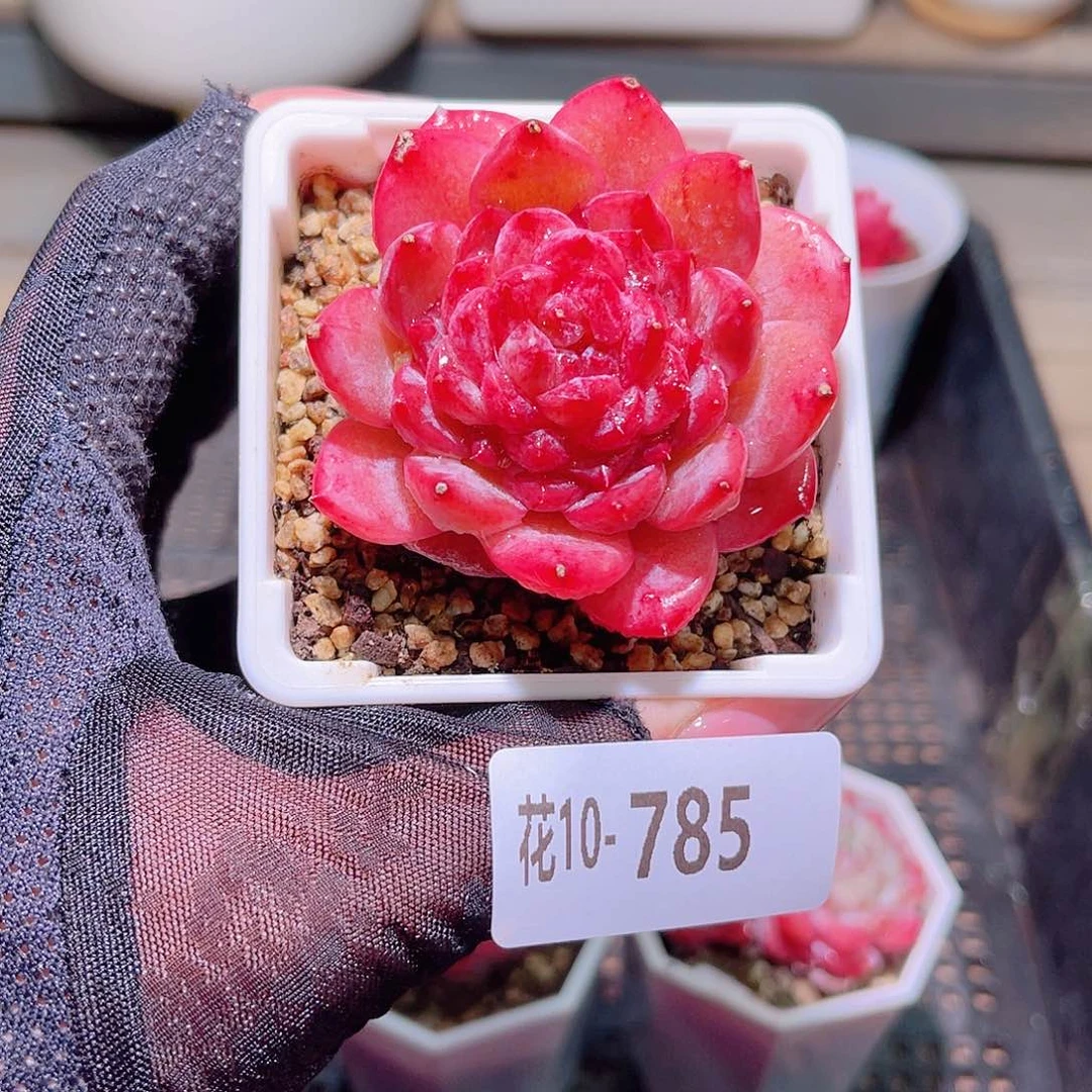 花利美10-785新品