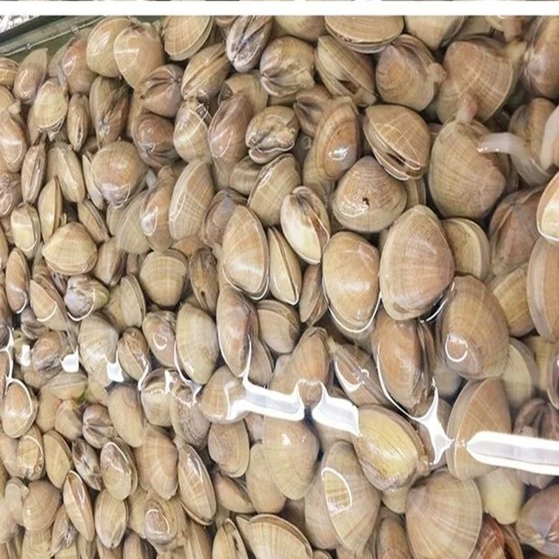 丹东东港本地黄蚬子保鲜保肥鲜活发货1斤22头左右 顺丰包邮