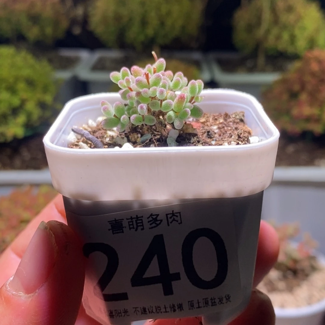 龙****?实生糖球枝干番杏240带土盆