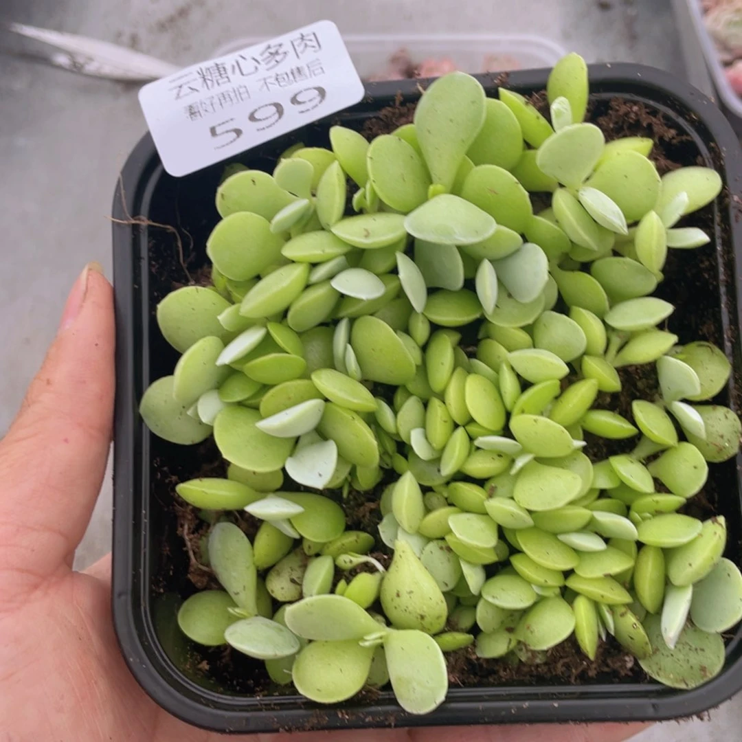 云糖心多肉植物599