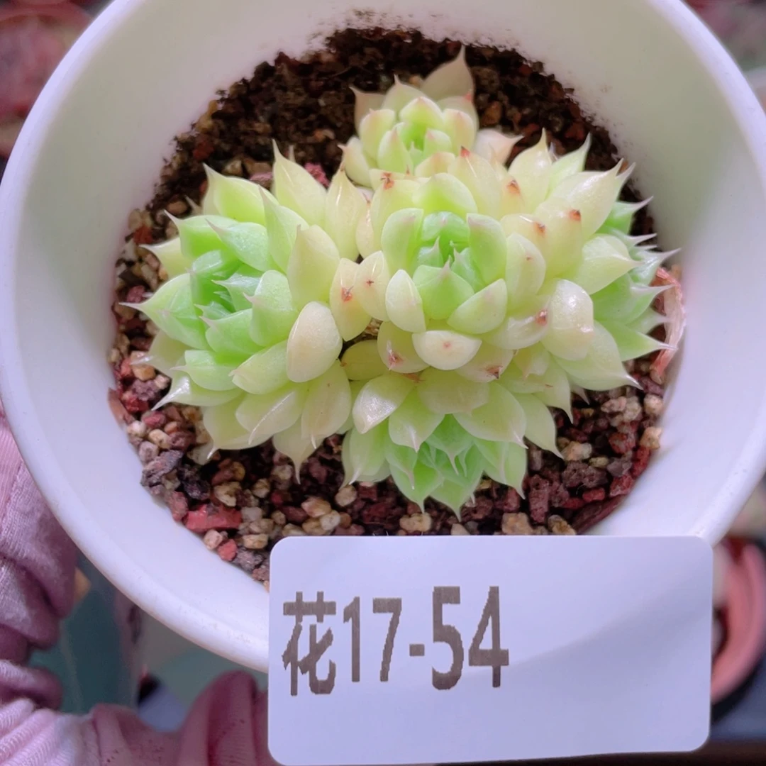 花利美17-54海王群