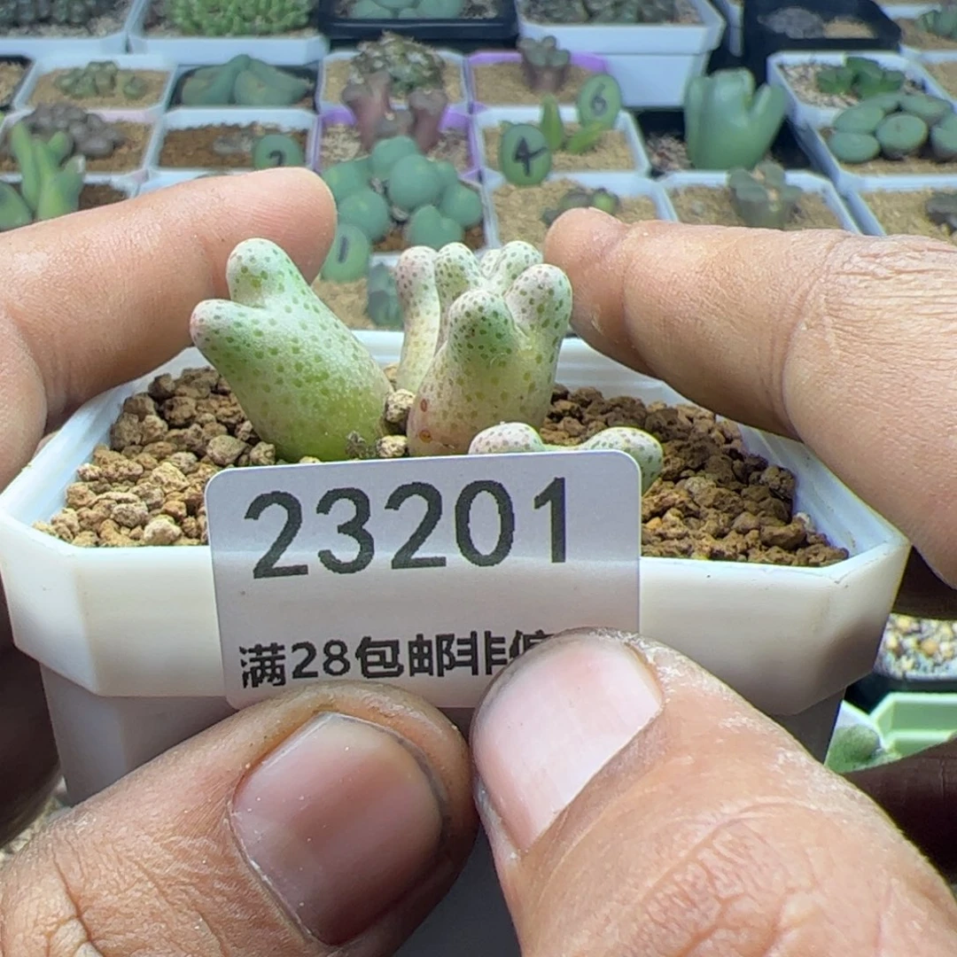 健***忙大家过年好23201