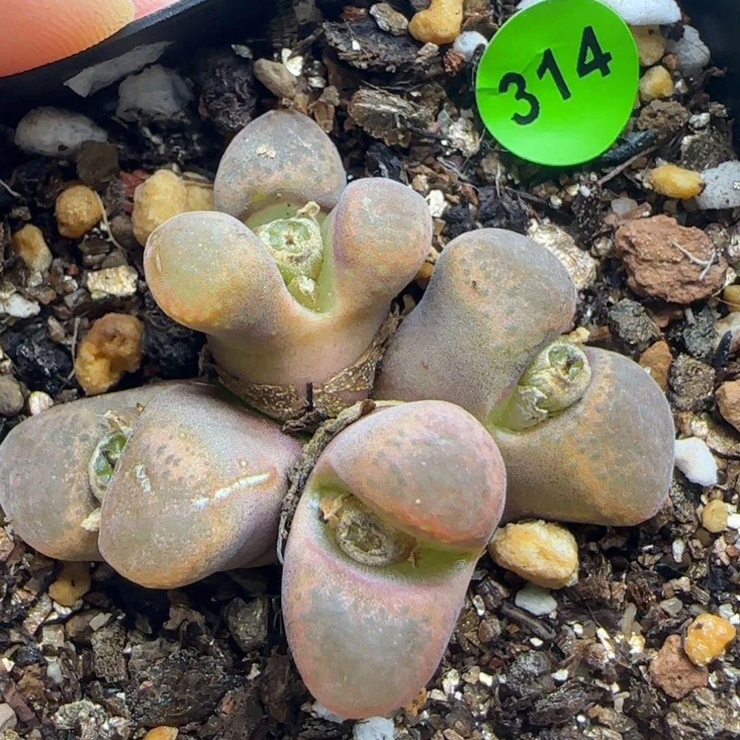 蛋糕风铃群多肉植物314